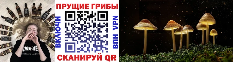 Псилоцибиновые грибы GOLDEN TEACHER Ладушкин